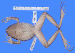 Image of Norton's Robber Frog
