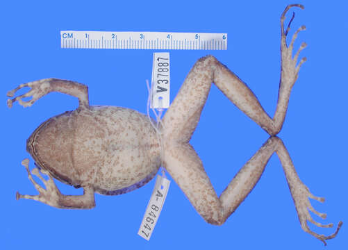 Image of Norton's Robber Frog