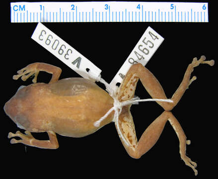 صورة Eleutherodactylus sommeri Schwartz 1977