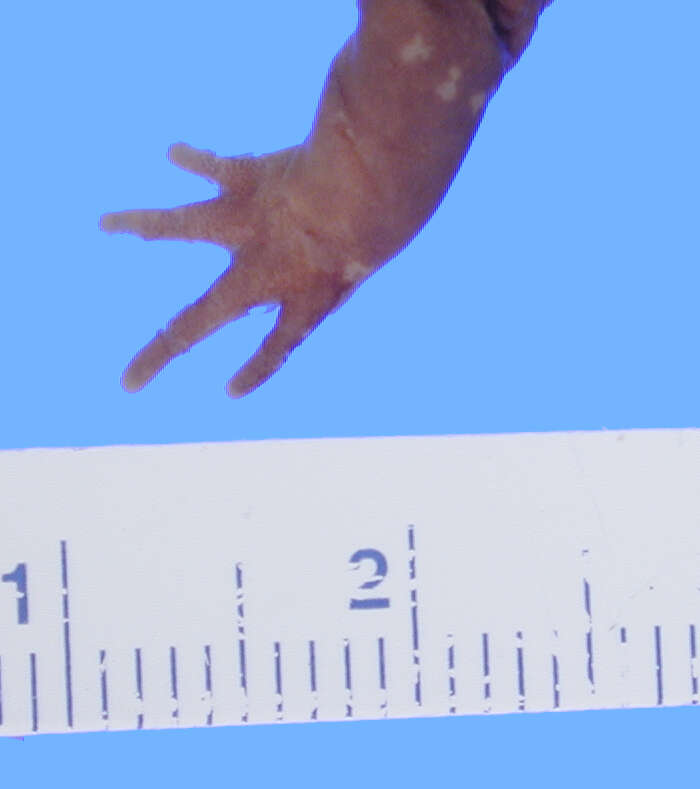 Image of Hida Salamander