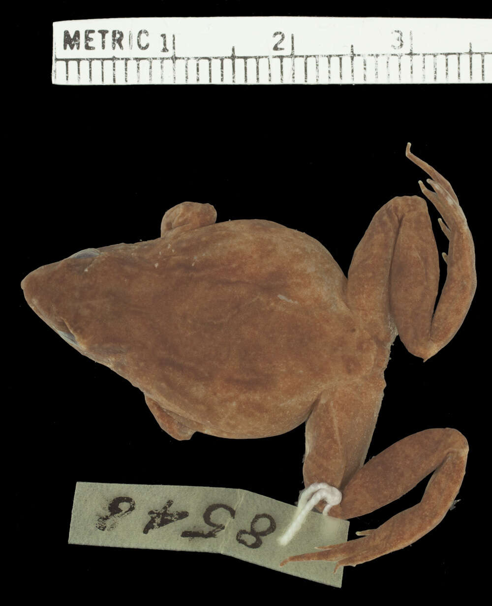 Image of Chile Darwin's frog