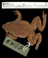 Image of Chile Darwin's frog