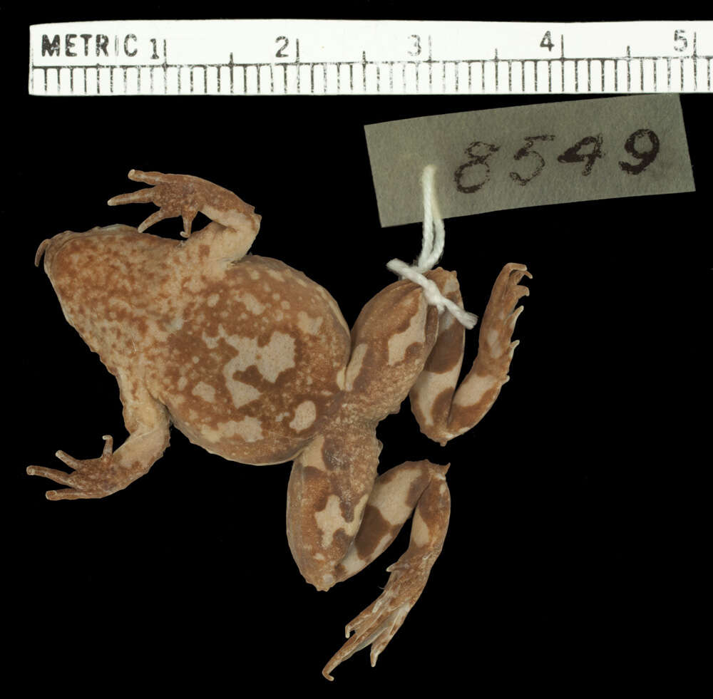 Image of Chile Darwin's frog