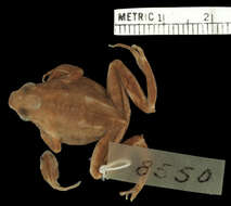 Image of Darwin's Frogs