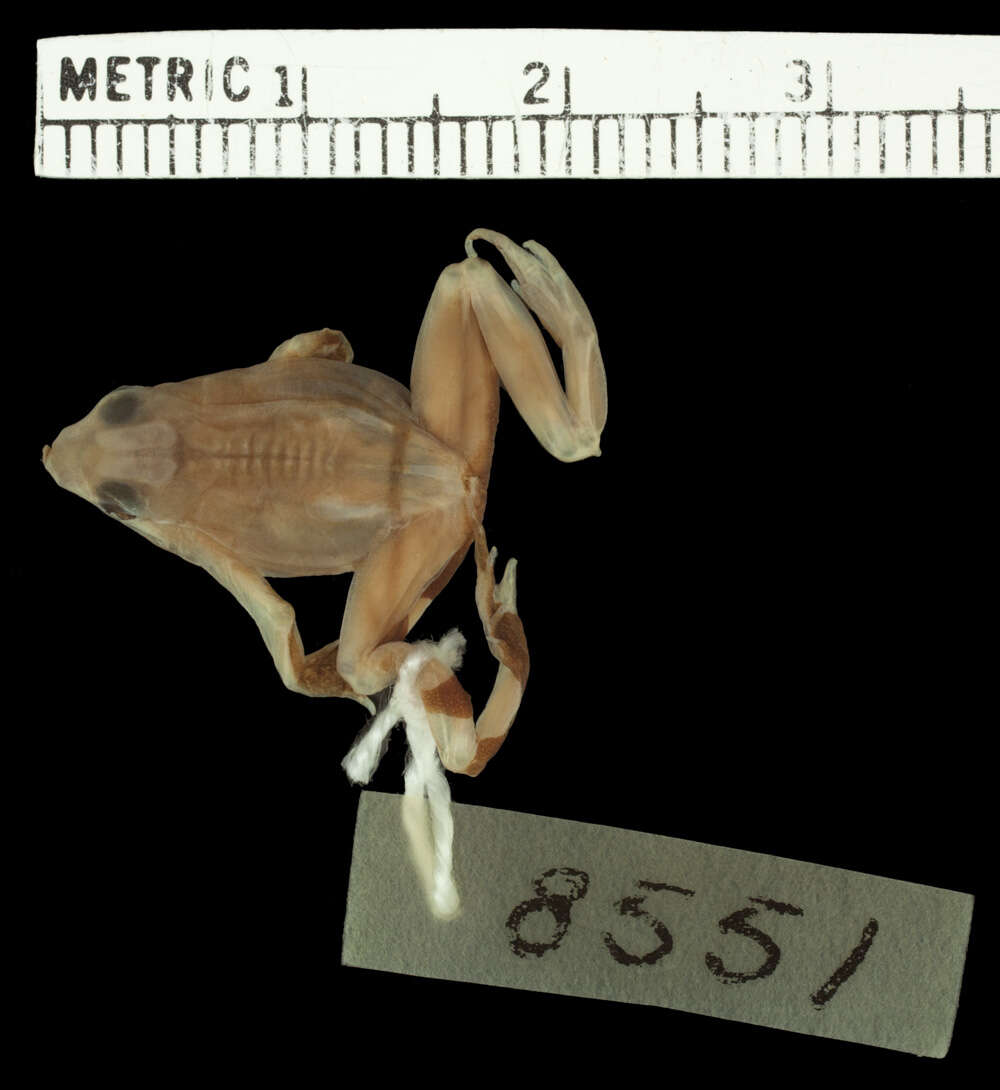 Image of Darwin's Frogs