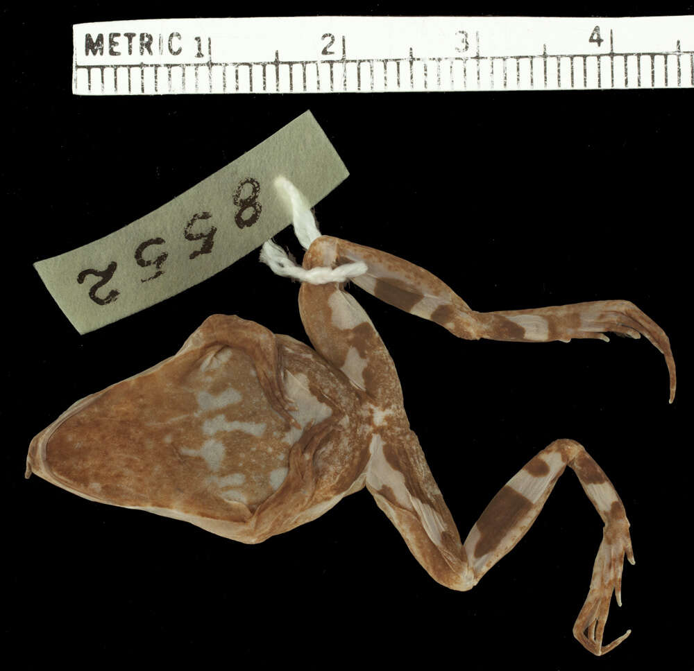 Image of Chile Darwin's frog