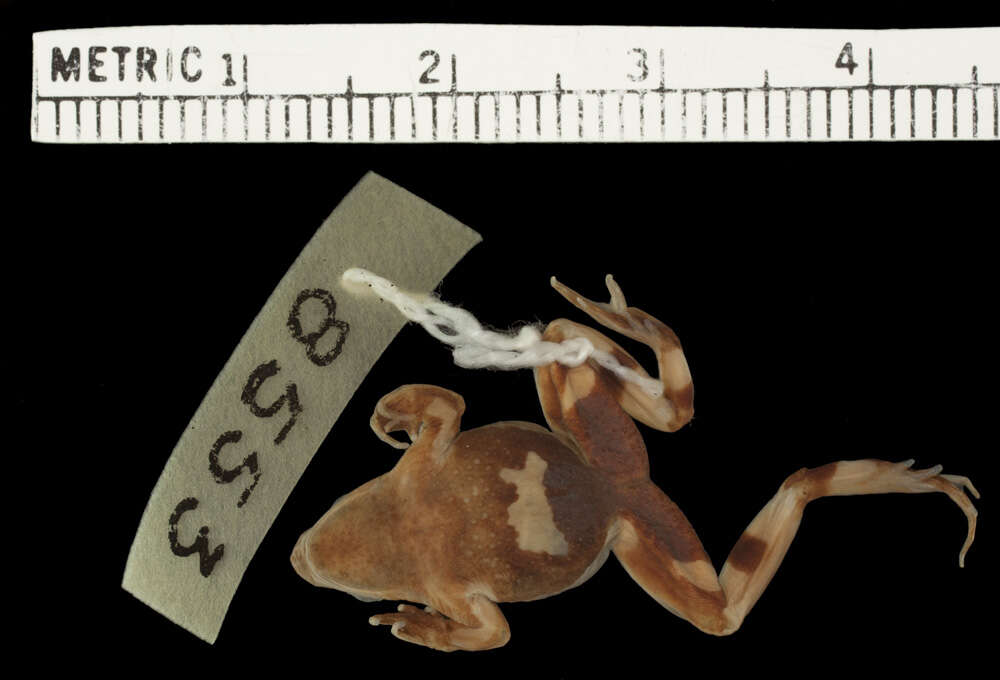 Image of Darwin's Frogs