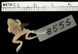 Image of Chile Darwin's frog