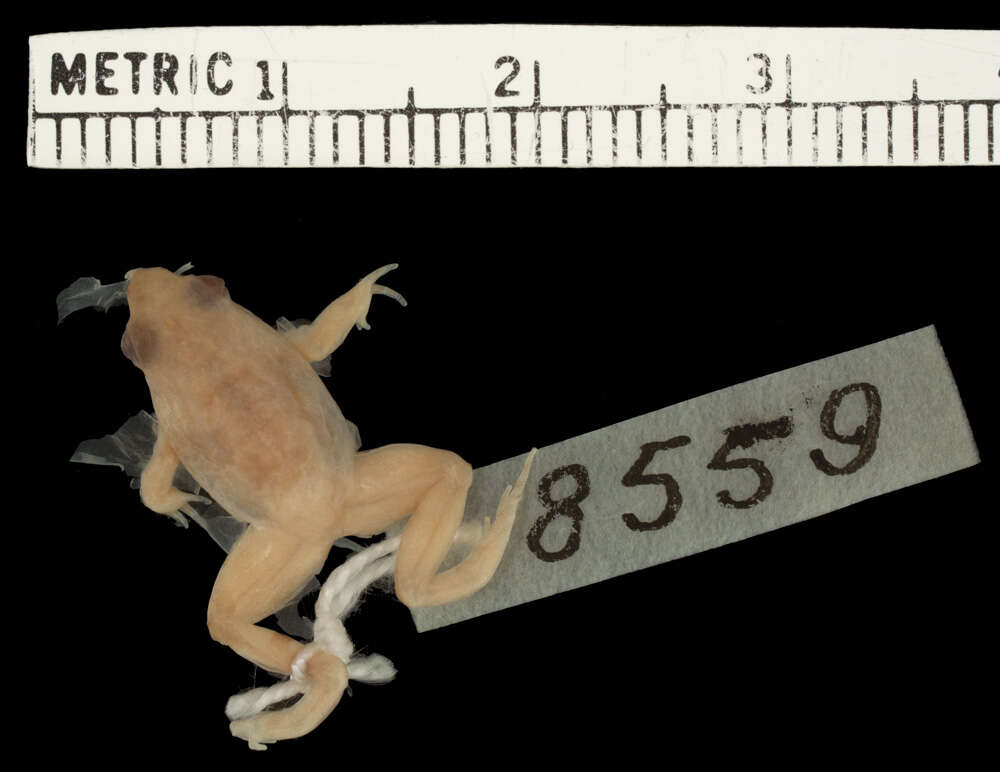 Image of Chile Darwin's frog