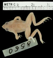 Image of Chile Darwin's frog