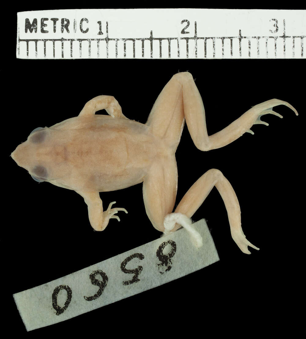 Image of Chile Darwin's frog