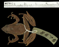 Image of Darwin's Frogs