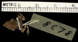 Image of Darwin's Frogs