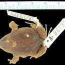 Image of Hemisus microscaphus Laurent 1972