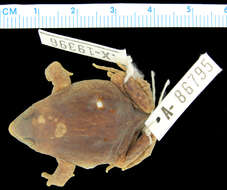 Image of Hemisus microscaphus Laurent 1972