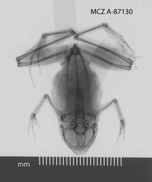 Image of Hylophorbus rufescens Macleay 1878