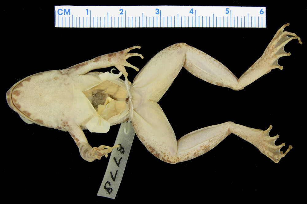 Limnonectes kohchangae (Smith 1922) resmi