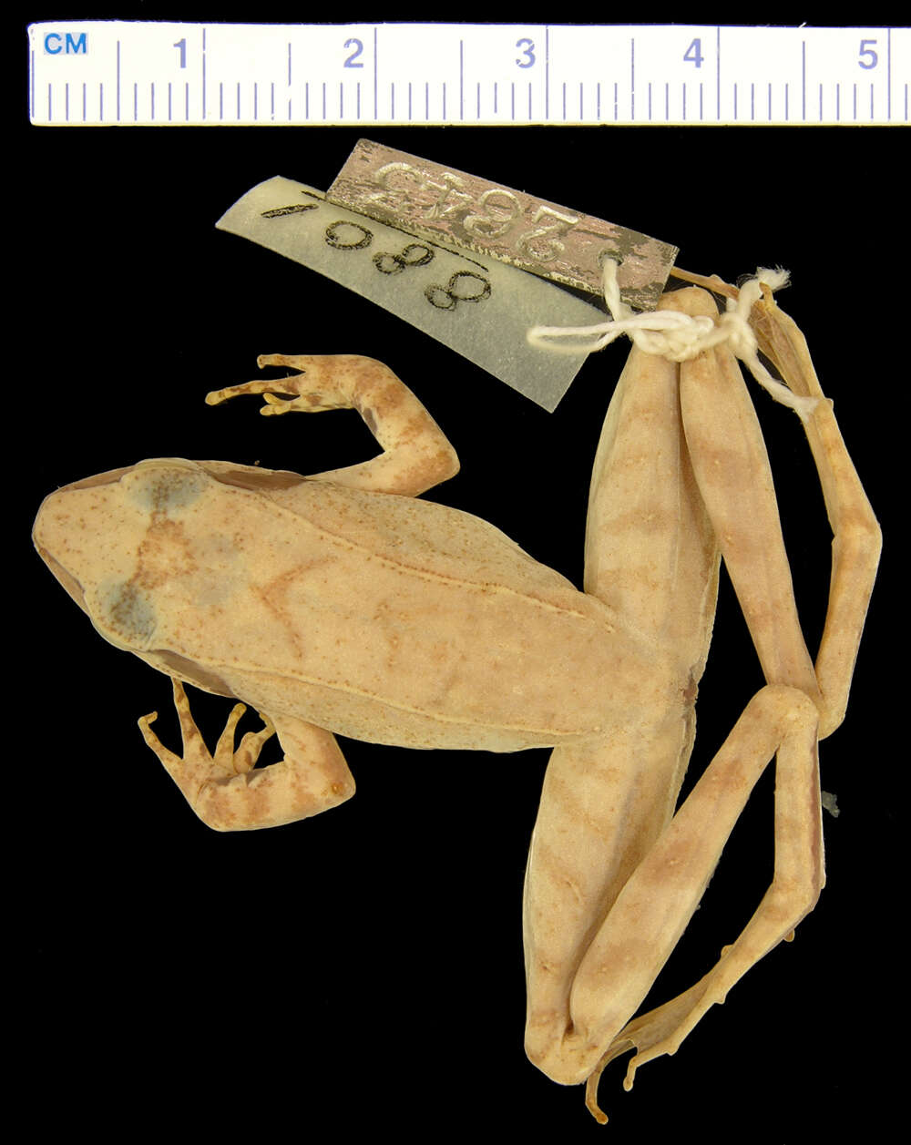 Image of John's Frog