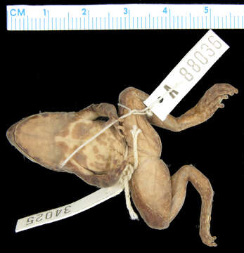 Plancia ëd Limnonectes diuatus (Brown & Alcala 1977)