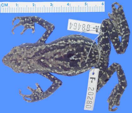 Atelopus walkeri Rivero 1963 resmi