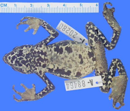 Image of Atelopus walkeri Rivero 1963