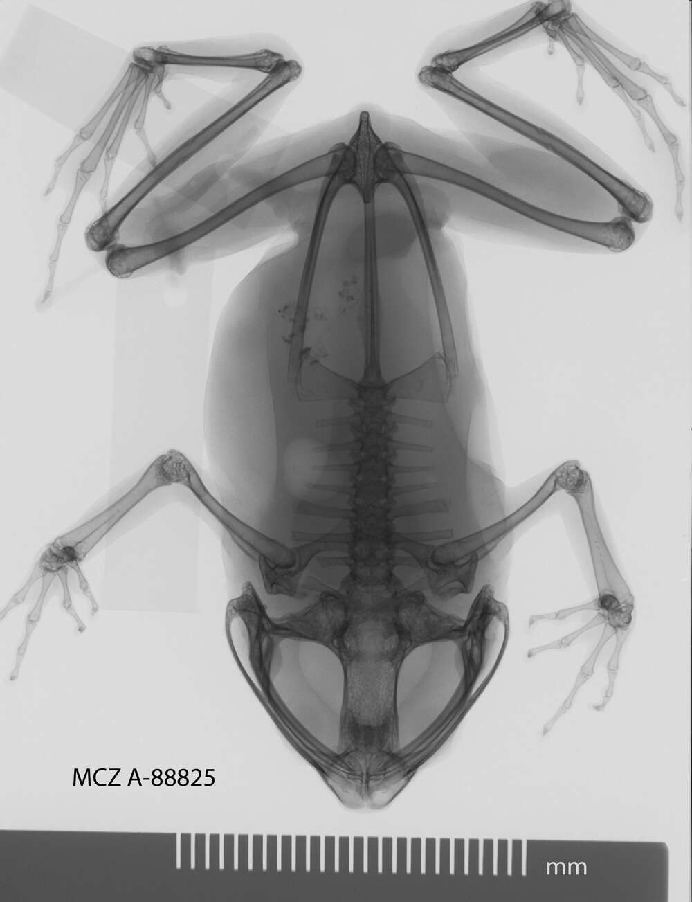 Imagem de Mantophryne lateralis Boulenger 1897