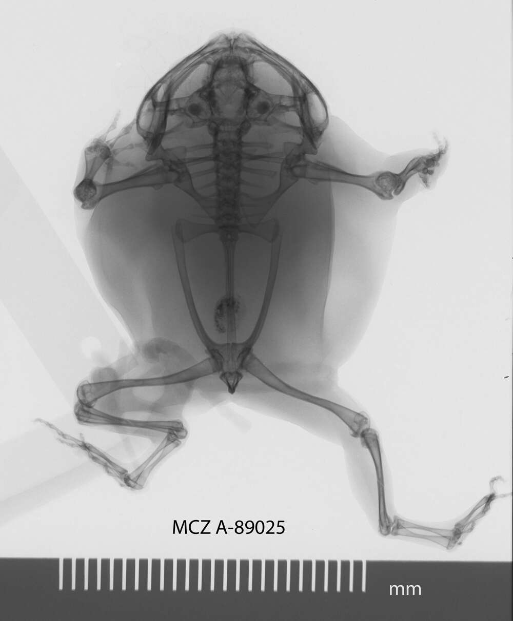Image of Thomson's toothless frog