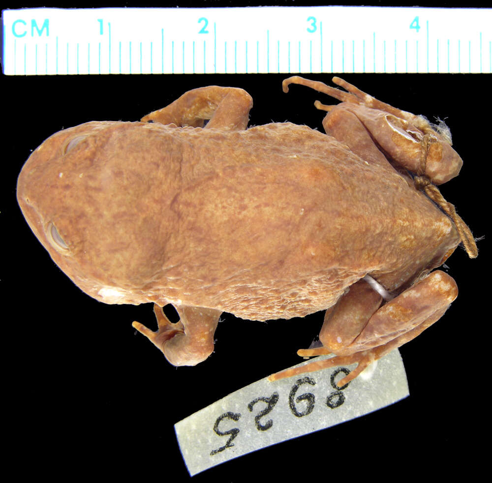 Image of Darwin's frogs
