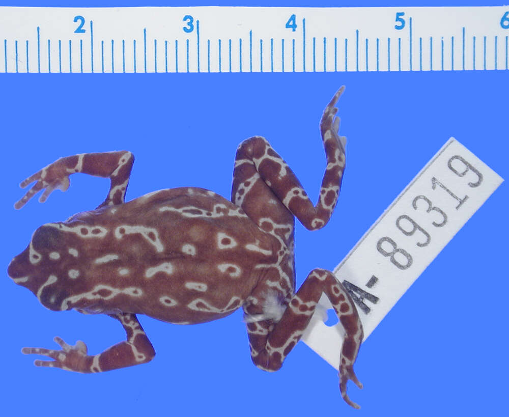 Image of Atelopus barbotini Lescure 1981