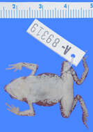 Image of Atelopus barbotini Lescure 1981