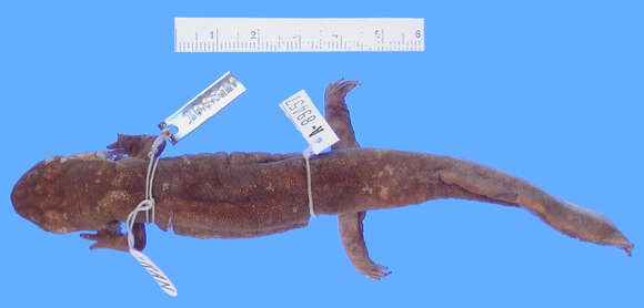 Image of Dicamptodon Strauch 1870