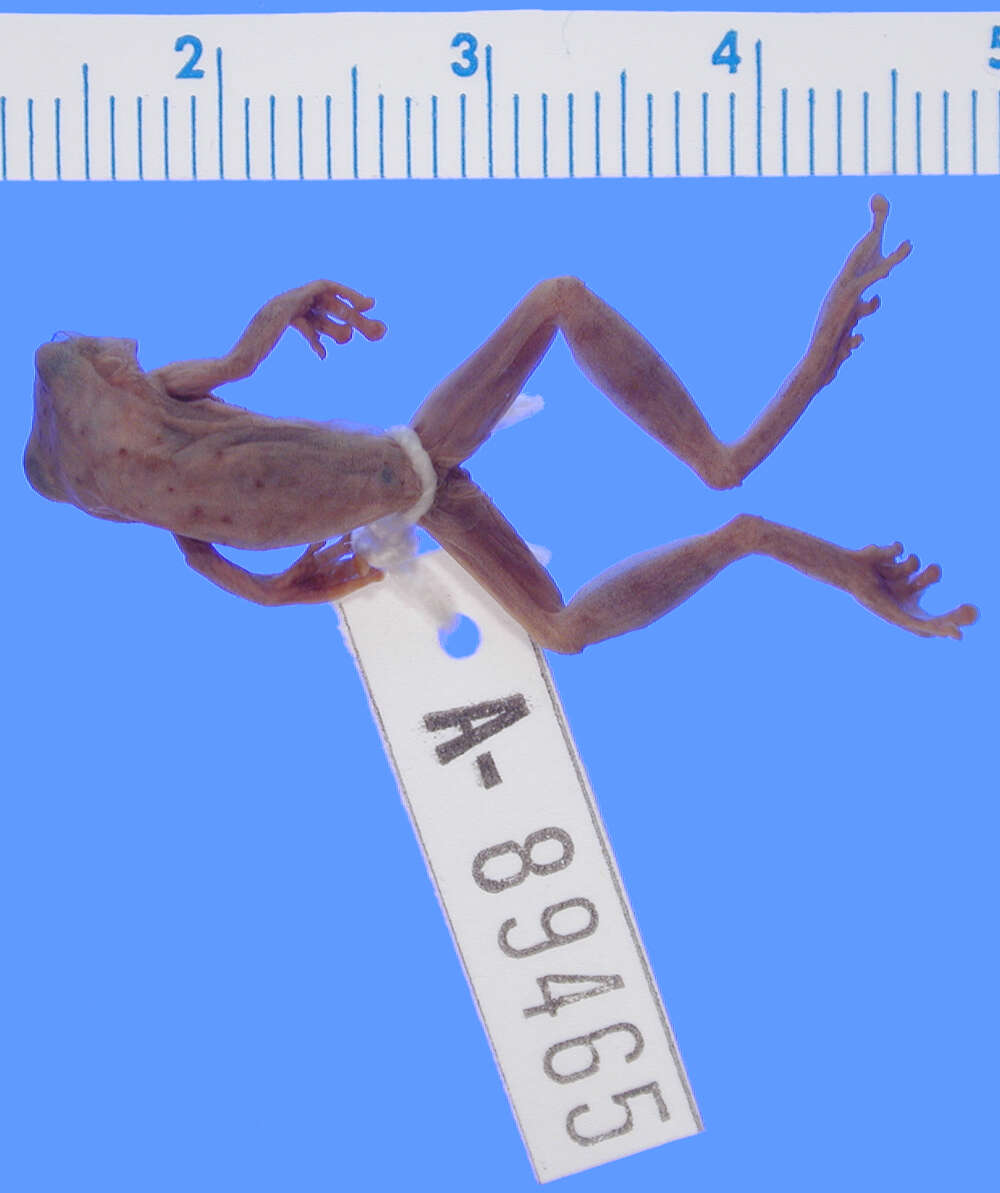 Image of Dendropsophus mathiassoni (Cochran & Goin 1970)