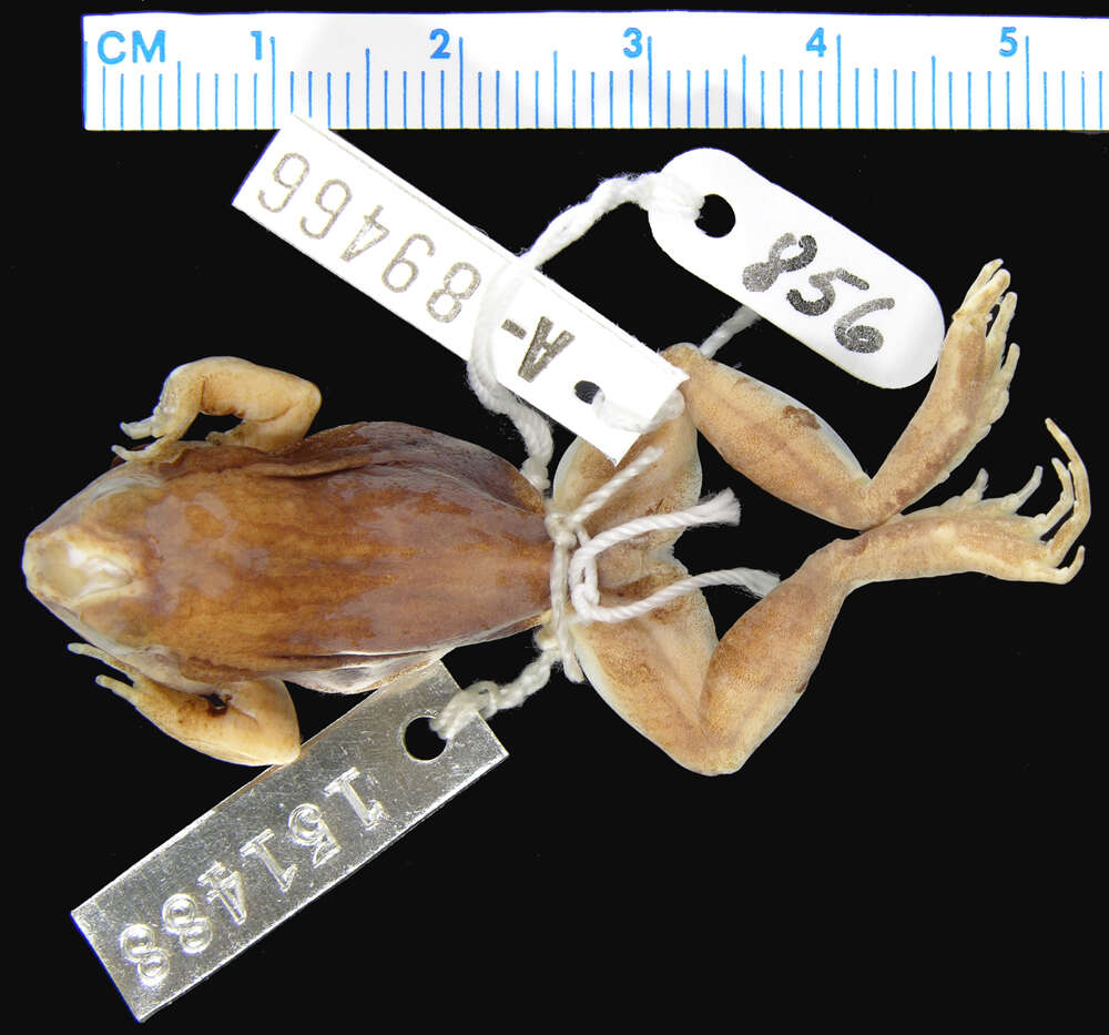 Image of Physalaemus cuvieri Fitzinger 1826