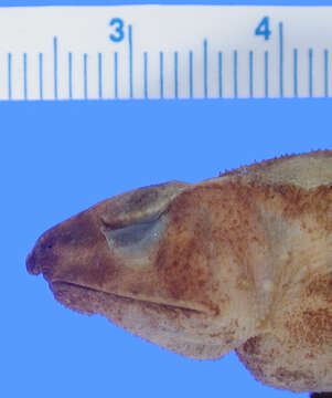 Image of Rhinella acrolopha (Trueb 1971)