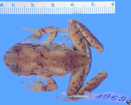 Image of Hamilton's Frog