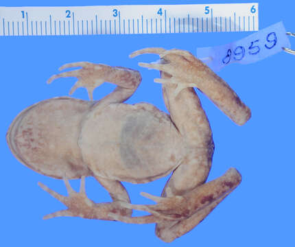 Image of Hamilton's Frog