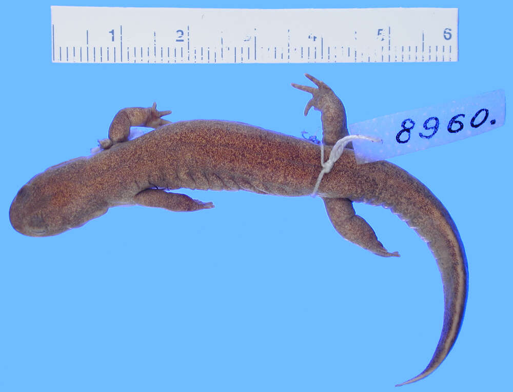 Image of Clouded Salamander