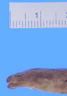 Image of Clouded Salamander