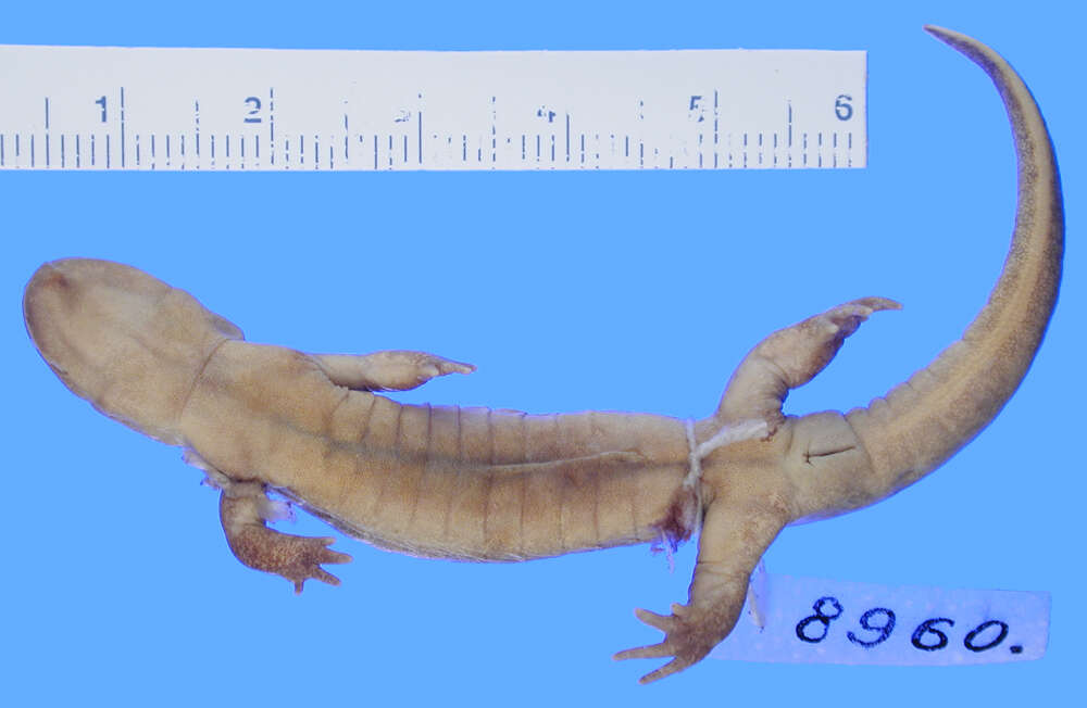 Image of Clouded Salamander