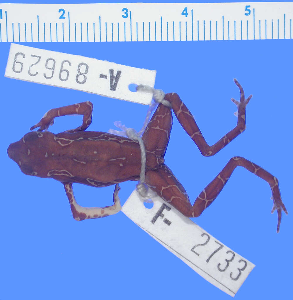 Image of Atelopus hoogmoedi Lescure 1974