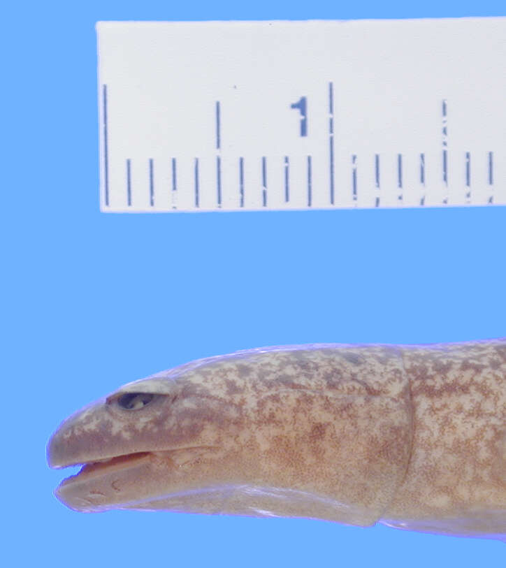 Image of Tsushima Salamander