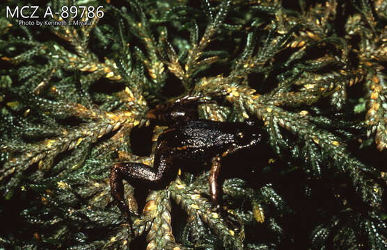 Image de Leptodactylus hylaedactylus