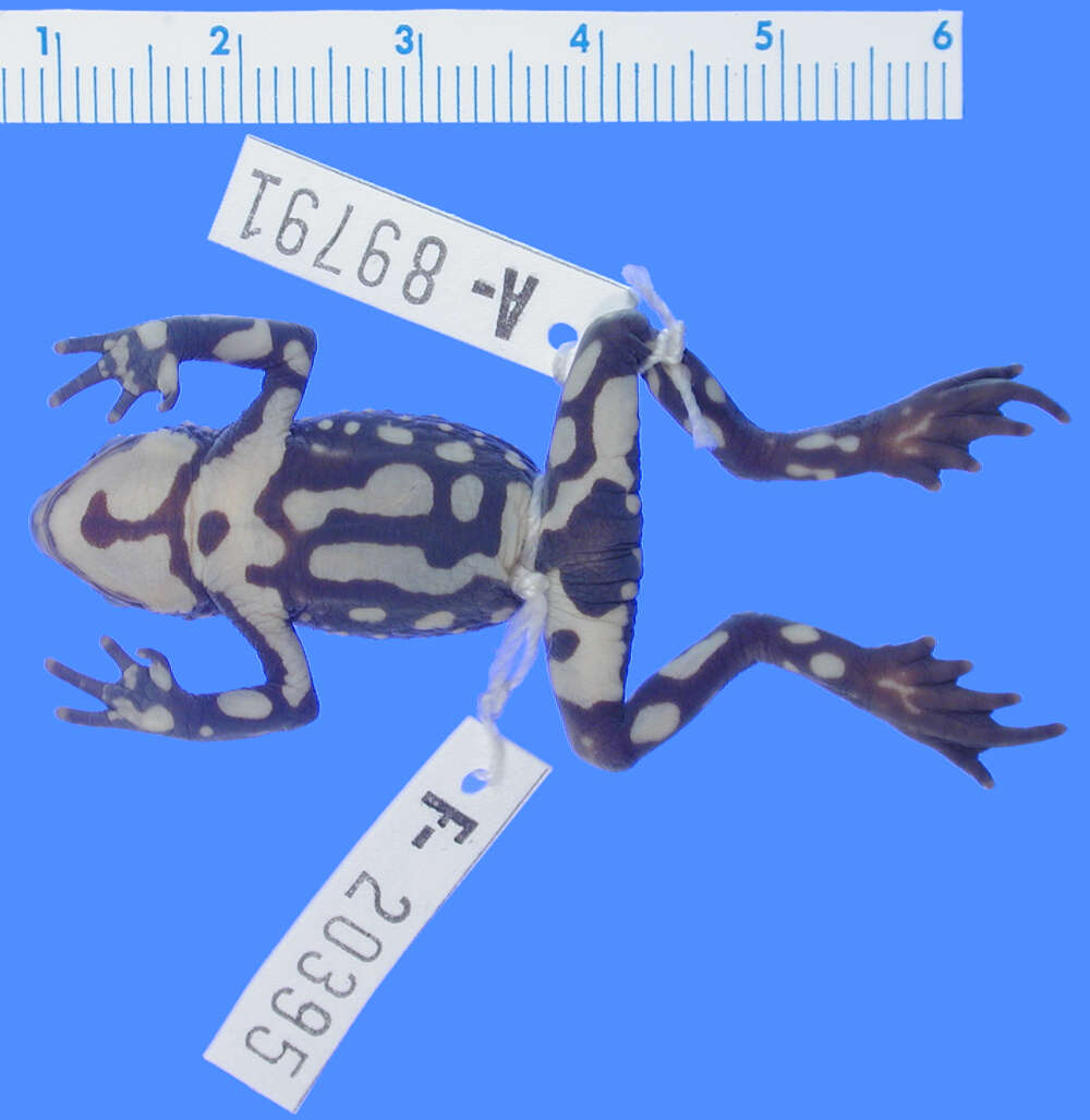 Image de Atelopus pachydermus (Schmidt 1857)