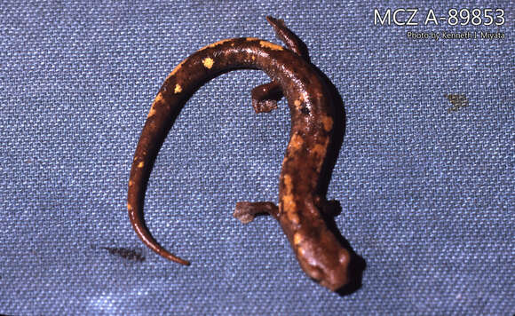 Image of Bolitoglossa sima (Vaillant 1911)