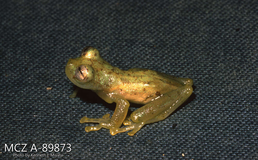 Image of glass frogs