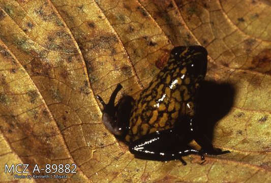 Image of Harlequin Poison Frog