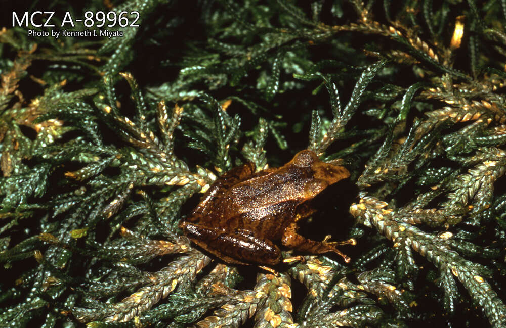 Image of Pristimantis conspicillatus (Günther 1858)