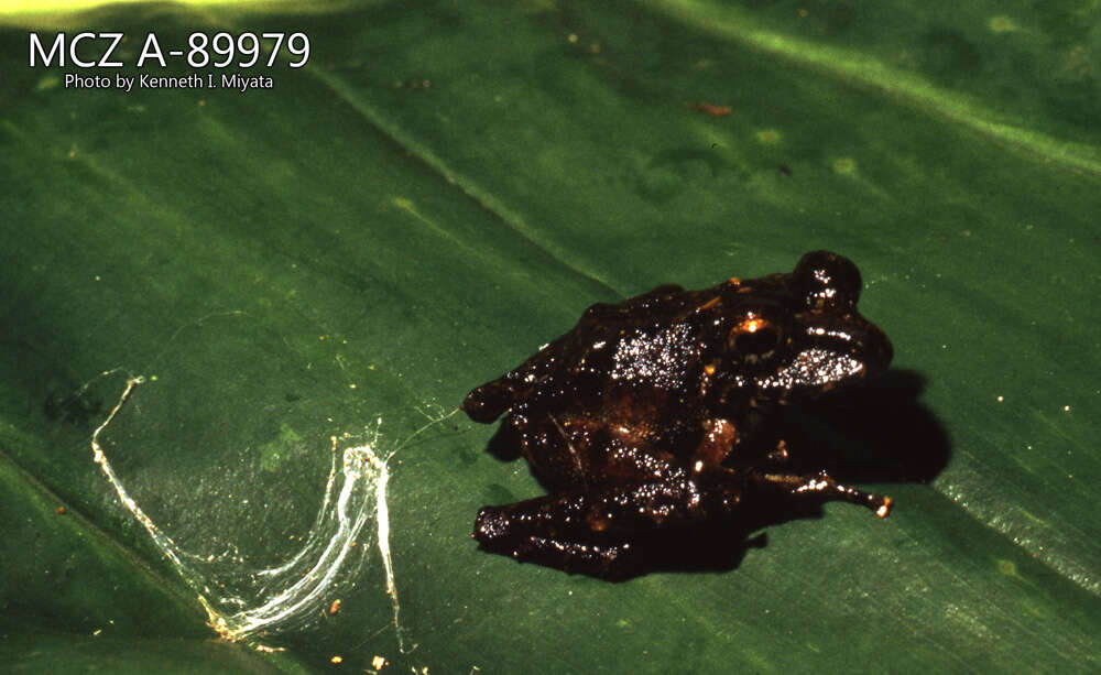 Image de Pristimantis crenunguis (Lynch 1976)