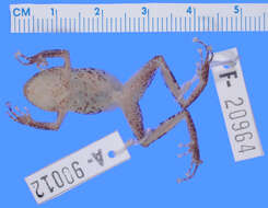 Image of Pristimantis katoptroides (Flores 1988)