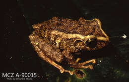 Imagem de Pristimantis latidiscus (Boulenger 1898)